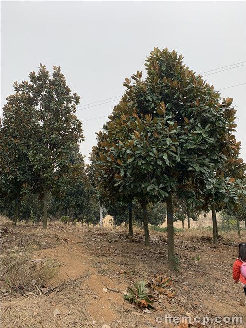 “太阳成集团tyc7111cc”
中美俄都搞高明音速武器!日本却从零开研亚音速导弹 落伍了15年(图9) 太阳成集团tyc7111cc