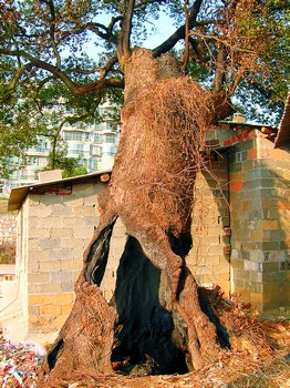 中国红十字会秘书长王汝鹏答公益时报记者问|太阳成集团tyc7111cc(图1) 太阳成集团tyc7111cc