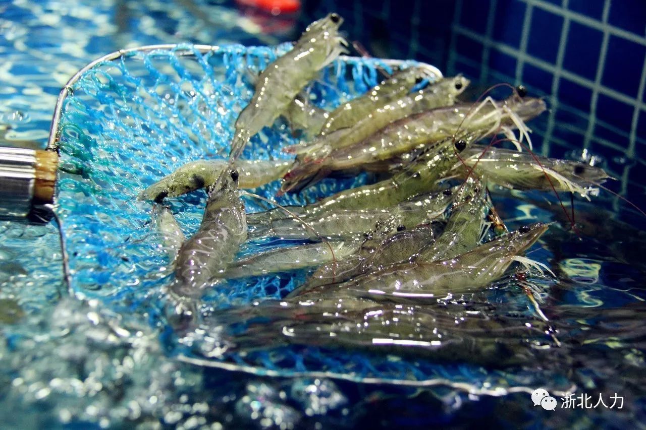 第2134章 紫色小猪_太阳成集团tyc7111cc(图3) 太阳成集团tyc7111cc