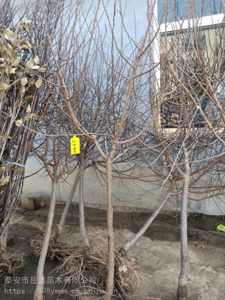 太阳成集团tyc7111cc