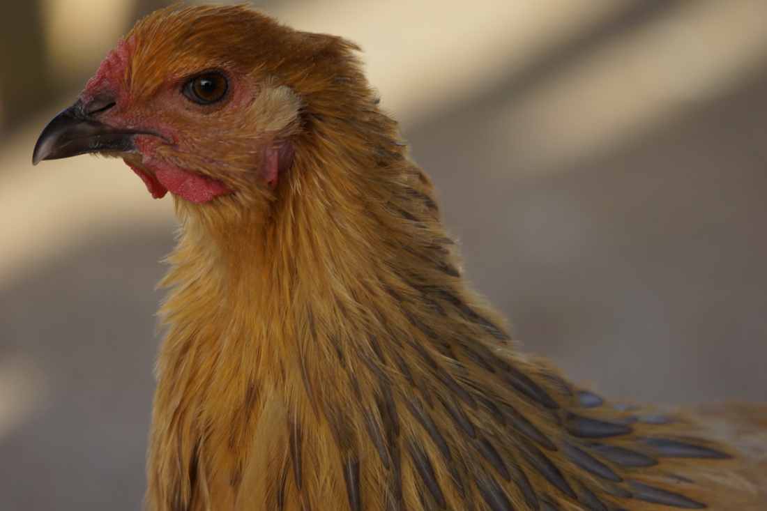 太阳成集团tyc7111cc